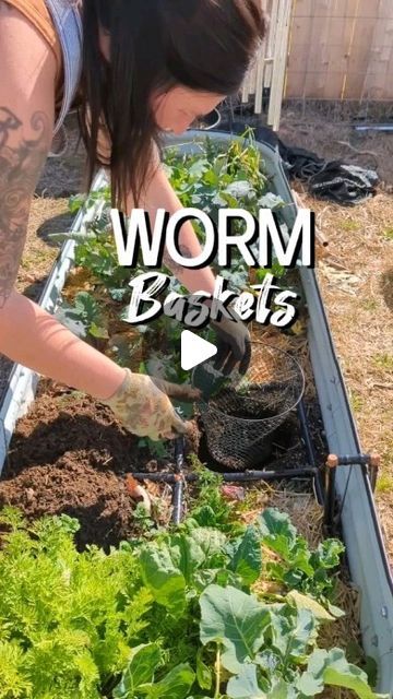 Vanessa Minton on Instagram: "EZ DIY Composting in your garden beds! . I'm not the first person to do this technique but I do have successful worm farms in other beds! So I think everyone should be doing this to attract more worm action in your garden beds! . I've seen someone using an irrigation manifold cover and compostable bags that they froze of scraps and that was very manageable with critters because the manifold was open on the bottoms but sealed shut well on the top! . So take this post as inspiration to figure out what works best for you. No matter what, you should be composting and passive worm composting is a great place to start! . I used a heavy plate and a dollar tree mesh trash can but you can also drill holes in a terracotta pot and place a saucer on top. Just make su Tree Irrigation, Easy Garden Beds, Diy Compost, Diy Garden Bed, Worm Composting, Vegetable Garden Diy, Worm Farm, Raised Garden Beds Diy, Gardening Hacks