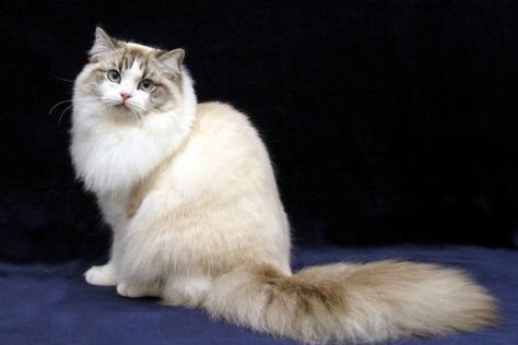 rarest cat breeds Ragamuffin Kittens, Ragamuffin Cat, Large Cat Breeds, Domestic Cat Breeds, Rare Cat Breeds, Tonkinese Cat, American Bobtail, Tonkinese, Ragamuffin