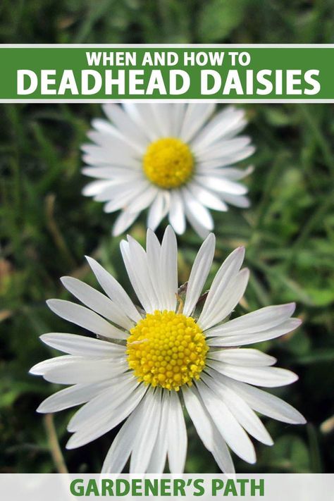 Many types of daisies are available for adding color, charm, and whimsy to the summer landscape. One of the secrets to cultivating a picture-perfect daisy patch is deadheading. Read on to learn about this gardening technique and how to do it yourself now on Gardener’s Path. #deadheading #daisies #gardenerspath Daisy Garden Landscaping, Shasta Daisy Landscaping, Planting Daisies, Daisy Care, Gardening Notebook, Types Of Daisies, Backyard Hacks, Daisy Plant, Dandelion Oil