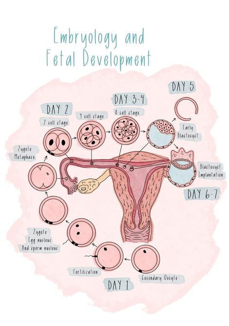 Planning Sport, Newborn Nursing, Midwifery Student, Doula Care, Biology Projects, Doula Business, Student Midwife, Nursing School Essential, Medical School Life