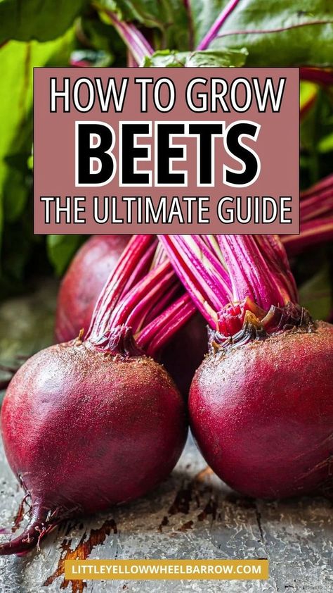 A simple and easy guide about growing beets from seed to harvest. Learn how to plant beets, where in the vegetable garden to plant beets, growing tips for beets, and the top ideas for growing beets at home. Growing beets advice for beginners or avid gardeners. Learn how to grow beets in a raised garden or home garden easily. Planting beets from seed to learning the best veggie garden layout for the best beet growth. The ultimate guide to planting and growing beets at home. Planting Beets, Beets Growing, Plant Beets, How To Grow Beets, Grow Beets, Veggie Garden Layout, Beet Plant, Healthiest Vegetables, Growing Beets