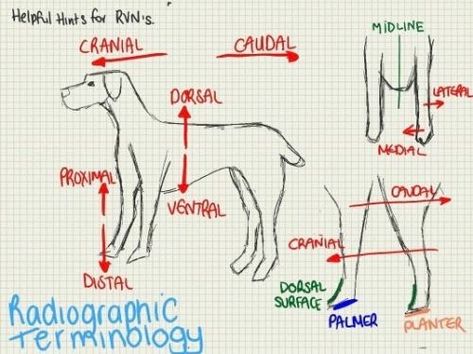 Veterinary Terminology, Vet School Motivation, Veterinarians Medicine, Veterinarian Technician, Vet Tech School, Veterinary Tech, Vet Tech Student, Vet Technician, Veterinary Studies