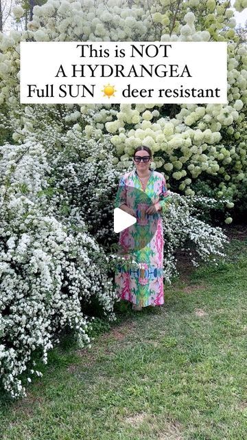 Carmen Johnston Gardens on Instagram: "The snowball vibernum bush can tolerate the freezing winter temperature of zone 6 and the summer heat down to zone 8, but does not do well in climates that are warmer or colder than this…but may take zone 9 in certain places.  Bridal wreath grows best in full sun, well-draining loamy or acidic soils, withstanding wintery weather and summer temperatures, growing naturally in zones 5 through 8." Snowball Bush Landscaping, Zone 7a Landscaping, Zone 8 Flowers, Zone 10 Landscaping, Zone 8b Landscaping, Ohio Landscaping Ideas, Zone 5 Flowers, Zone 4 Landscaping, Zone 6 Landscaping