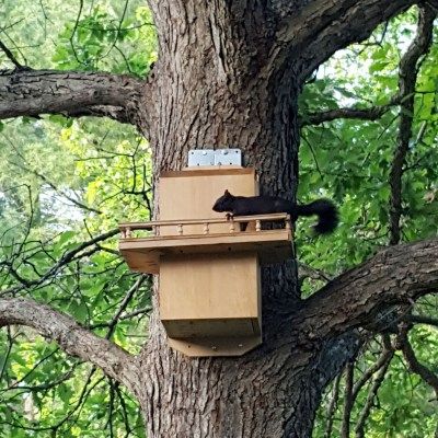 Two Updates: New Tenants and a Fridge Disaster Squirrel House Diy How To Build, Squirrel Home, Basement Workshop, Toy Wagon, Outdoor Steps, Bird Houses Diy, Low Tech, Nesting Boxes, Wood Screws