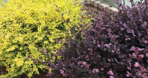 Pow! Bam! Zap! A dynamic duo of color and style, ‘Sunshine’ Ligustrum and Purple Daydream®️ Dwarf Loropetalum add unbridled energy to the landscape. Dramatic color defines this pairing with complementary hues that truly pop. Southern Living Plants. Southern Landscaping, Landscape Shrubs, Sunshine Ligustrum, Composting Ideas, Helping Nature, Low Maintenance Landscaping Front Yard, Shrubs For Landscaping, Colorful Shrubs, Landscaping Shrubs