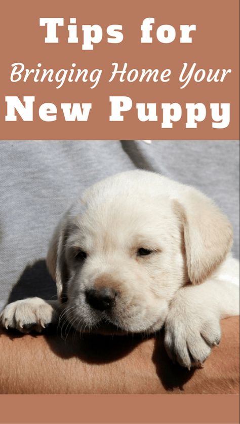 New Puppy Checklist (Preparing Your Home for Getting a Dog) New Puppy Checklist, Puppy Checklist, Dog Minding, Puppy Photography, Puppies Tips, Puppy Proofing, Easiest Dogs To Train, Dog Brain, Puppy Training Tips