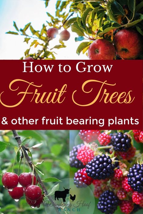 Backyard Orchard, Planting Fruit, Fruit Trees Backyard, Planting Fruit Trees, Fruit Tree Garden, Pruning Fruit Trees, Fruit Bushes, Growing Fruit Trees, Food Forest