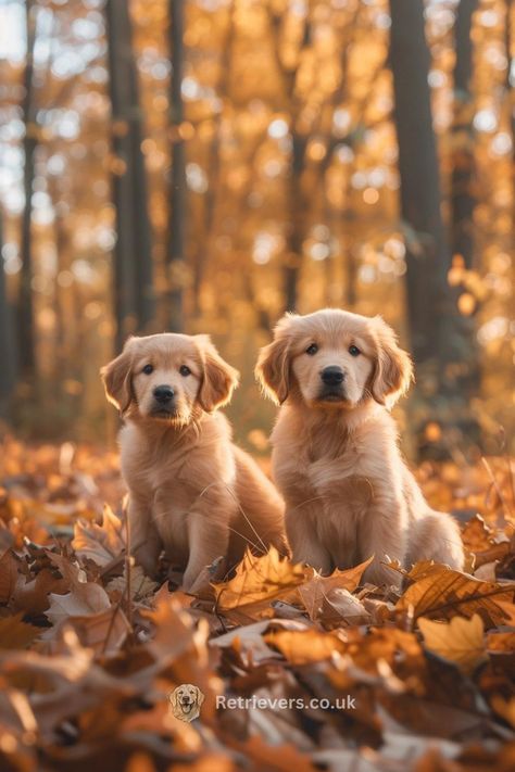 Bask in the golden glow of autumn with these two Golden Retriever pups! 🍁 Their soft, sunny coats and playful spirits are the perfect match for the crisp fall air and falling leaves. A beautiful scene for anyone who adores the boundless energy and affection of Goldens. #GoldenRetrieverPuppies #AutumnPups #GoldenMoments #PuppyPlaytime #FallForGoldens" Remember to save this PIN for a burst of autumnal joy and follow for more Golden Retriever magic! 🐕🧡✨ Cute Puppies Golden Retriever, Gold Retriever, Golden Retriever Wallpaper, Golden Retriever Puppy, Dog Wallpaper, Retriever Puppy, Cat Person, Canine Companions, Dog Photography