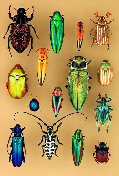 Insects are the dominant form of animal life on Earth with more than 1 million described species and possibly as many as 15 times more remaining unknown. Among insects, beetles have proven to be one of the most successful—and colorful—groups, representing 40 percent of all insect species and 30 percent of all animal species. (Chip Clark / Smithsonian Institution) Colorful Bugs, Beetle Art, Insect Species, Cool Insects, Art Coquillage, Beetle Insect, Cool Bugs, Posca Art, Modern Birds