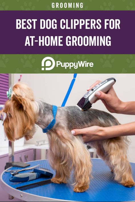 How To Groom Dogs At Home, Best Dog Clippers Pet Grooming, Dog Grooming Tools At Home, How To Use Dog Clippers, Dog Clippers Pet Grooming, How To Groom A Dog At Home, Small Dog Accessories, Grooming Dogs, Socializing Dogs