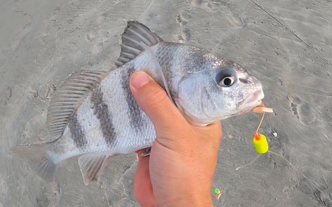 How To Use Fishbites For Surf Fishing (Review & Rigging Tips) Surf Fishing Tips, Surf Fishing Rigs, Fish Bites, Salt Water Fishing, Fishing For Beginners, Salt Water Fish, Fishing Stuff, Live Bait, Surf Fishing