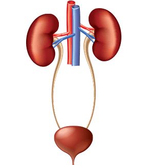 Urinary System Diagram, Medical Stitches, Osteoporosis Prevention, Human Body Projects, Urinary System, Human Body Organs, Color Splash Photography, Human Body Systems, System Model