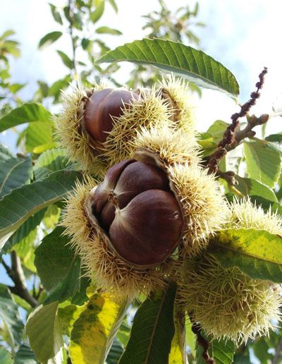 Sweet Chestnut Tree, American Chestnut, Sweet Chestnut, Chestnut Trees, Chestnut Horse, 수채화 그림, Growing Seeds, Exotic Fruit, Deciduous Trees