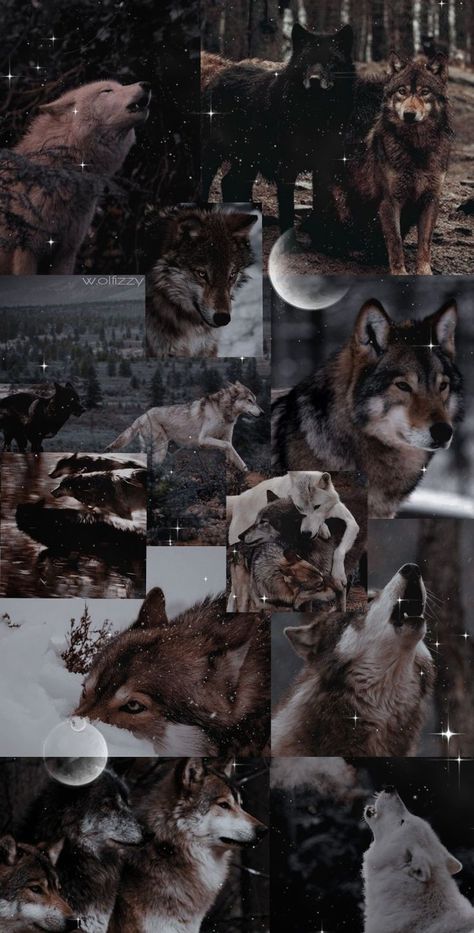 Wolf Pictures, Moon And Stars, In The Woods, The Moon, Moon, Collage, Stars