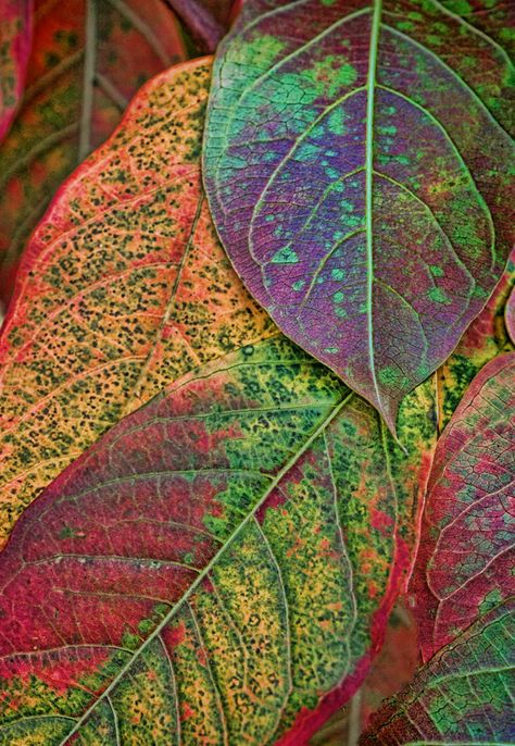 Fall Leaf Photography, Paz Hippie, Leaves Texture, Colourful Leaves, Leaves Photography, Autumn Leaves Art, Leaf Photography, Autumn Beauty, Tree Leaves