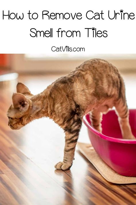 Cleaning Cat Urine, Cat Pee Smell Removal, Remove Cat Urine Smell, Cleaning Pet Urine, Pet Urine Smell, Dog Pee Smell, Cat Urine Remover, Cat Pee Smell, Cat Urine Smells