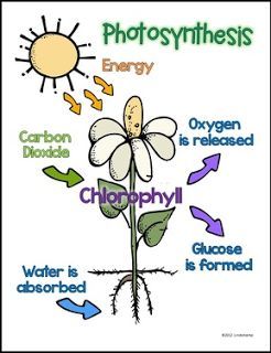 Plant Life Cycle Anchor Charts {FREEBIE} TBOTE 4/17/16 K-5 FREE SCIENCE LESSON - “Plant Life Cycle Anchor Charts {FREEBIE}” - Go to The Best of Teacher Entrepreneurs for this and hundreds of free lessons. Kindergarten - 5th Grade  #FreeLesson     #Science  http://www.thebestofteacherentrepreneurs.net/2016/04/free-science-lesson-plant-life-cycle.html Plant Cycle, Plant Lessons, Science Drawing, Kindergarten Anchor Charts, Science Anchor Charts, Plants Unit, 4th Grade Science, Science Lesson, Plant Life Cycle