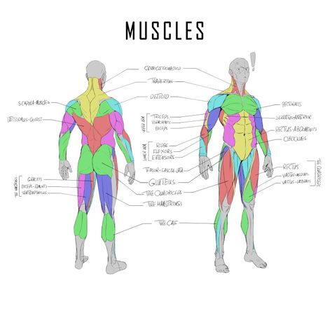 Anatomy, muscles, bone, Bones, skeleton, muscle, anatomy drawing, anatomy study, leg muscles, arm muscles , calf, rectus femoris, abdominis, sketch, drawing, character design, character concept, concept art, stylized anatomy Anatomy Muscles Study, Arm Muscles Anatomy, Muscle Drawing Reference, Muscle Study, Muscle Arm, Muscle Diagram, How To Draw Muscles, Arm Anatomy, Human Muscle Anatomy