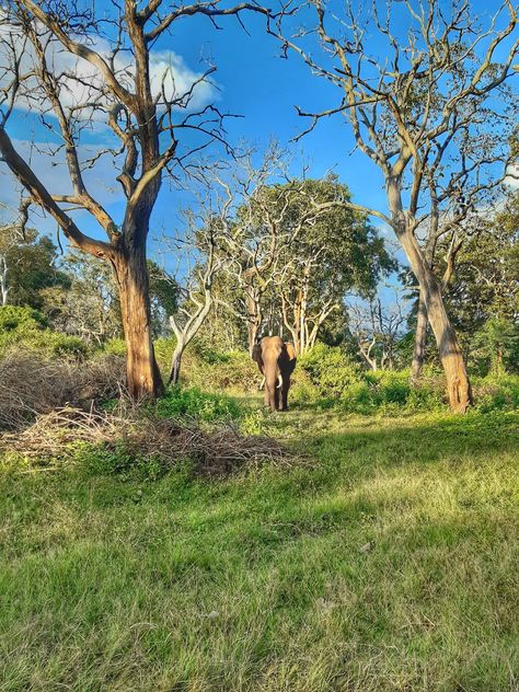 Mudumalai National Park, Elephant Camp, Elephant Ride, Rest House, Western Ghats, Glute Workout, Ooty, Landscape Architecture Design, Wildlife Park