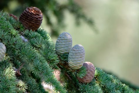 Evergreen trees: Cedar Seed Planting Guide, Deodar Cedar, Seed Planting, Small Urban Garden, Blue Foliage, Planting Guide, Cedar Tree, Coastal Gardens, Seed Germination