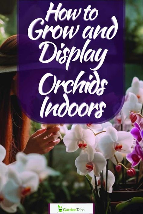 Orchid Window Display, How To Display Orchids Inside, Indoor Orchid Display, Orchid Shelf Ideas, How To Grow Orchids Indoors, Orchid Display Ideas Indoor, How To Display Plants Indoors, Displaying Orchids, Orchid Display Ideas