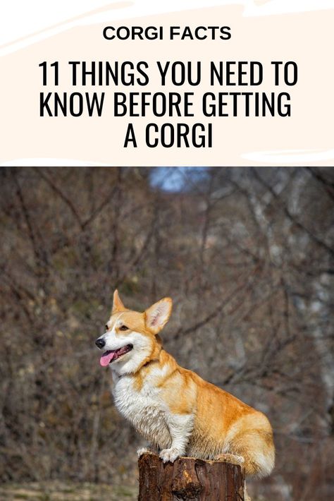 11 Things You Need to Know Before Getting a Corgi Corgi Dog Breed, Corgi Facts, Behavior Tips, Cute Corgi Puppy, Pembroke Welsh Corgi Puppies, Corgi Owner, Welsh Corgi Puppies, Corgi Funny, Dog Training Advice