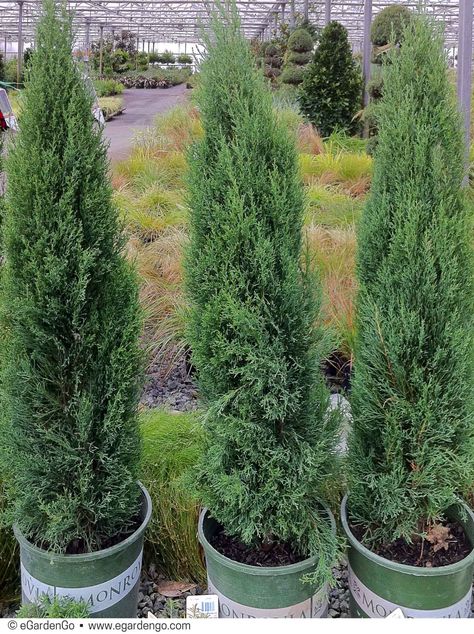 Italian Cypress Trees, Tiny Tower, Cupressus Sempervirens, Front Yards Curb Appeal, Italian Cypress, Zone 7, Tower Garden, Garden Shrubs, Fine Gardening