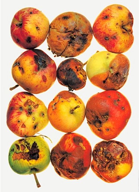 12 Apples, New York, 1985, Irving Penn Decay Art, Rotten Fruit, A Level Photography, Irving Penn, Growth And Decay, Food Artists, Beautiful Food Photography, Fruit Photography, Still Life Photographers