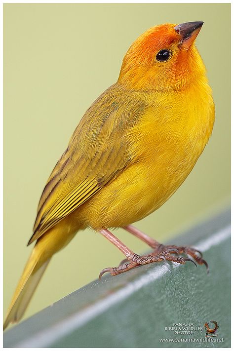 Saffron Finch, Most Beautiful Birds, Finches, Yellow Bird, Nature Birds, Exotic Birds, Bird Pictures, Bird Drawings, Pretty Birds