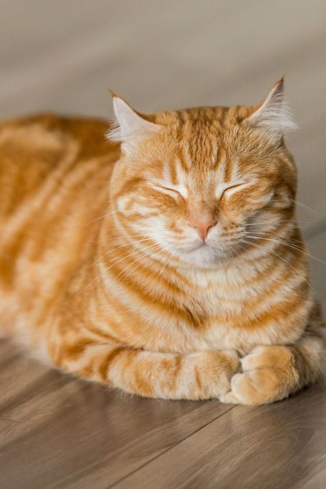 Söt Katt, Gorgeous Cats, Orange Tabby Cats, Orange Cats, Yellow Cat, Haiwan Peliharaan, Orange Tabby, Cat Sleeping, Ginger Cats