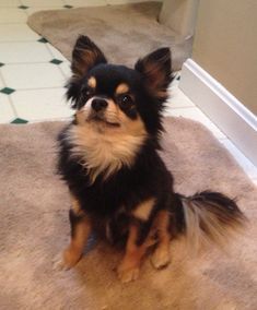 When Can I Stop Crating My Chihuahua? Long Haired Chihuahua Puppy, Black Chiuahaha, Black Chiwawa, Black And Brown Chihuahua, Long Haired Chihuahua Puppies, Black Chihuahua, Baby Chihuahua, Long Haired Chihuahua, Chihuahua Lover