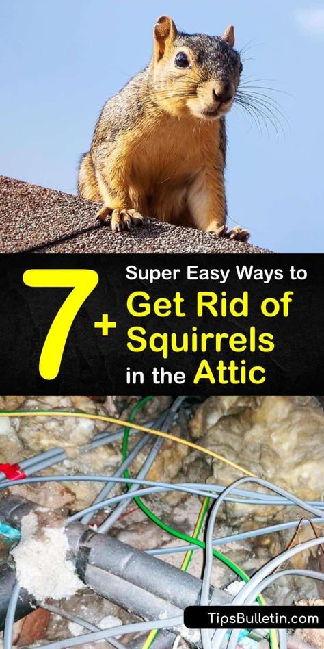 Learn how to get squirrels out of your attic crawlspaces using a trap, squirrel repellent, and pest control. Not only does this critter cause damage to bird feeders, but they climb tree branches… More Squirrels In Garden, Get Rid Of Chipmunks, Squirrel Repellant, Squirrel Repellent, Attic Diy, Get Rid Of Squirrels, Peppermint Spray, Peppermint Plants, Climb Trees