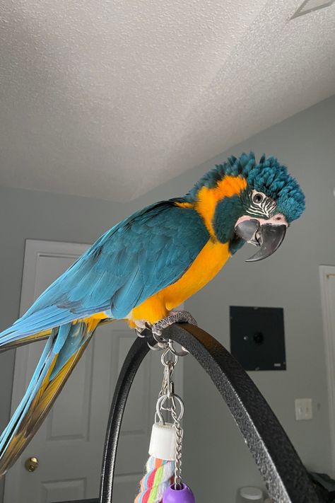 Blue Throated Macaw, Exotic Pets Aesthetic, Macaw Parrot Aesthetic, Parotts Bird, Macaw Aesthetic, Macaws Parrot, Pet Macaw, Parrot Photo, Flying Animals