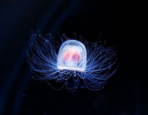 Immortal Jellyfish, Deep Sea Jellyfish, Fun Facts About Animals, Unusual Facts, Deep Sea Creatures, Animal Facts, African Elephant, Living Forever, High Art