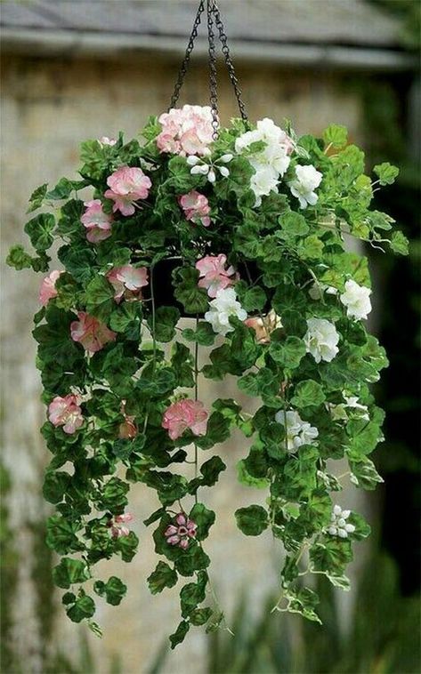 hanging plants, indoor plants, outdoor plants Pink Geranium, Flowers Hanging, Plants Ideas, Hanging Flower Baskets, Hanging Plants Indoor, Plants For Hanging Baskets, Decoration Plante, Have Inspiration, Garden Containers