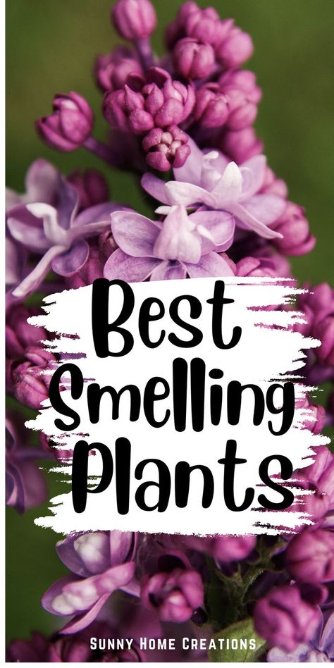 Best Smelling Flowers, Lilac Plant, Smelling Flowers, Raised Flower Beds, Flower Bed Designs, Fragrant Plant, Aromatic Plant, Vegetable Gardens, Garden Plans