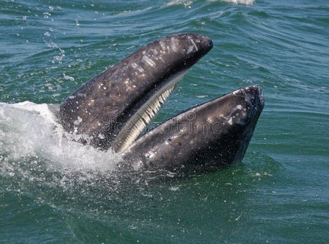 Gray whale's baleen. Baleen, soft teeth of a baby gray whale, sifts the krill fr , #ad, #Baleen, #soft, #teeth, #Gray, #whale #ad Blue Whale Size, Baleen Whales, Rescue Diver, Interesting Photography, Gray Whale, Animal Categories, Best Scuba Diving, Marine Conservation, Koh Tao