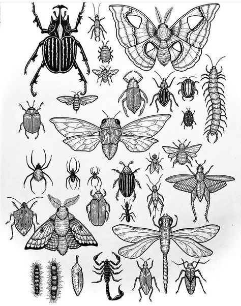 Tier Tattoo, Bug Tattoo, Insect Tattoo, Tattoo Flash Sheet, Tattoos Geometric, Tattoo Portfolio, Insect Art, Aesthetic Tattoo, Tattoo Flash Art