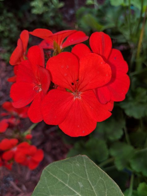 Old favorite red geranium Geraniums Red, Geranium Flower, Red Geraniums, Flower Petals, Geraniums, Red, Flowers, Plants