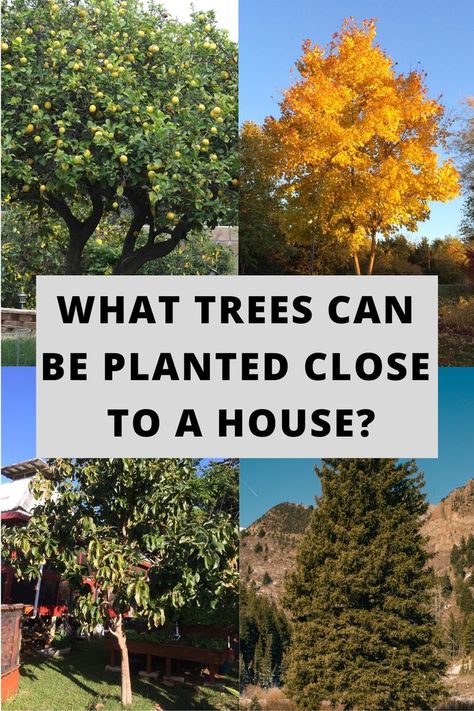 Poplar Tree Landscaping, Front Yard Tree Landscaping, Tulip Poplar Tree, Trees For Front Yard, Front Flower Beds, Themed Garden, Backyard Trees, Landscaping Trees, Poplar Tree