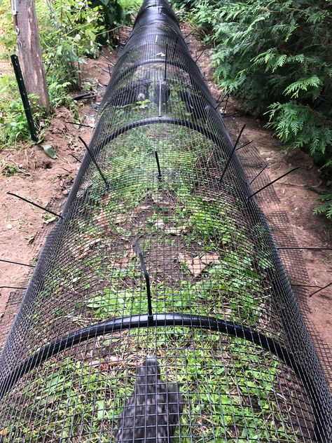 Pretty Chicken Run Ideas, Diy Chicken Chunnel, Hoop Run For Chickens, Chicken Tunnels Diy How To Build, Chicken Run Garden Combo, Outdoor Chicken Run Ideas, Chicken Chunnel, Diy Chicken Run Ideas, Chunnel Chicken Tunnel