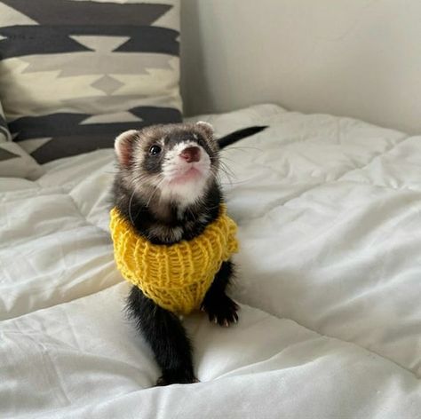 Ferret In Sweater, Crochet Ferret Sweater, Ferret Sweater, Ferret Stuff, Funny Ferrets, Pet Ferret, Cute Ferrets, Pretty Animals, Cute Animals Images