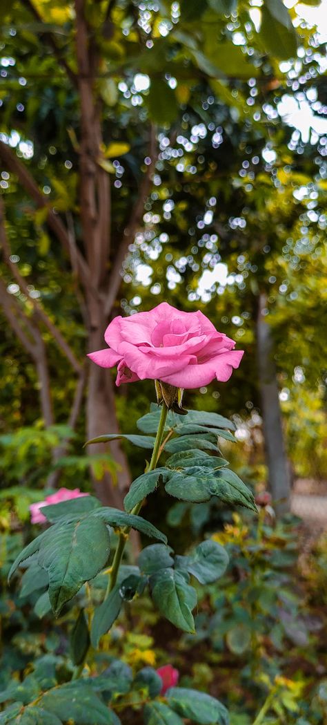 Flowers For Instagram Story, Roses Pictures Instagram, Rose Snaps Snapchat, Snapchat Flowers Pics, Flower Snaps Snapchat, Flower Snapchat Story, Flower Aesthetic Instagram Story, Flowers Snapchat Story, Garden Snap