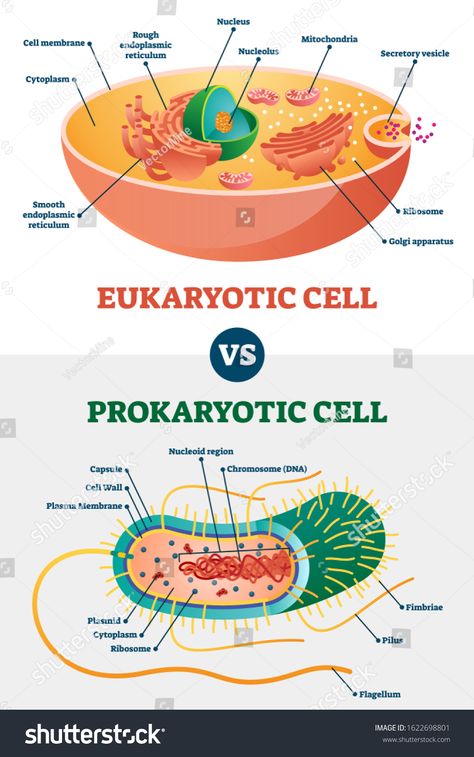 Eukaryotic vs Prokaryotic cells, educational biology vector illustration diagram. Microbiology scheme with cell type examples. Cell membranes, cytoplasm, chromosomes, ribosomes and various organelles. #Ad , #SPONSORED, #illustration#vector#Microbiology#diagram Prokaryotes Vs Eukaryotes, Teaching Cells, Life Science Middle School, Biochemistry Notes, Biology Diagrams, Cell Diagram, Prokaryotic Cell, Science Cells, Cells Project