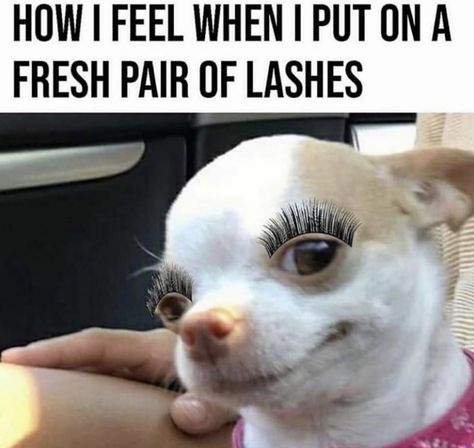 Eyelash Meme, Cool Kidz, Lash Quotes, Eye Lash Packaging, Eyelash Packaging, 3d Lashes, Faux Mink Lashes, 3d Mink Lashes, Mink Eyelashes