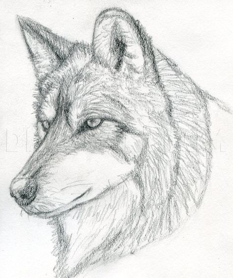 How To Draw A Wolf Head, Mexican Wolf, Step by Step, Drawing Guide, by finalprodigy | dragoart.com Wolf Sketch Pencil Easy, Wolf Face Drawing, Cartoon Drawing Images, Trace Drawing, Wolf Drawing Easy, Draw A Wolf, Mexican Wolf, Wolf Sketch, Cartoon Drawings Of Animals