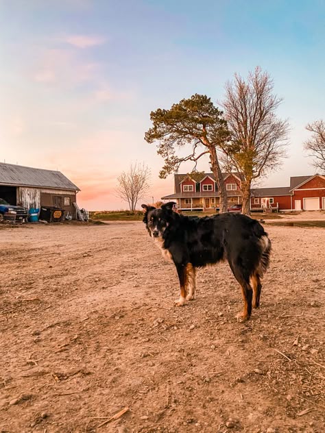 Australian Shepherd Farm Dog, Dogs On Farm, Cute Farm Dogs, Farm Dog Aesthetic, Cow Farm Aesthetic, Australian Ranch, Western Dogs, Country Aesthetic Western, Wallpaper Puppy