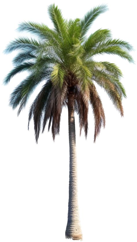 Palm Tree Png Photoshop, Palm Tree Background, Palm Tree Png, Trees Top View, Short Palm Trees, Tree Collage, Collage Material, Tree Background, Graphic Design Assets