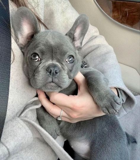 Французский бульдог | #englishbulldog #california #puppiesofinstagram Grey French Bulldog, Baby French Bulldog, Cute Bulldog Puppies, Very Cute Puppies, Bulldog Francese, Bulldog Puppies For Sale, Cute Bulldogs, Cute Animals Puppies, Give Birth