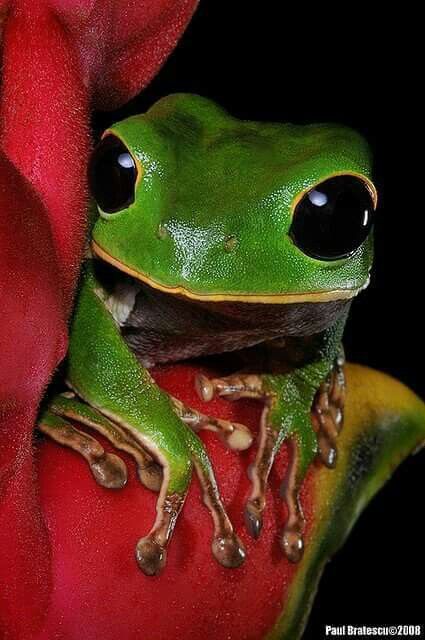 Big eyes Regnul Animal, Photo Animaliere, Frog Sitting, Frog Pictures, Funny Frogs, Animale Rare, Tree Frog, Drawing Stuff, Green Frog